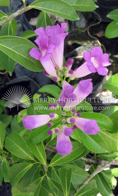 Pseudocalymna alliaceum (Mansoa hymenaea) Garlic Vine
